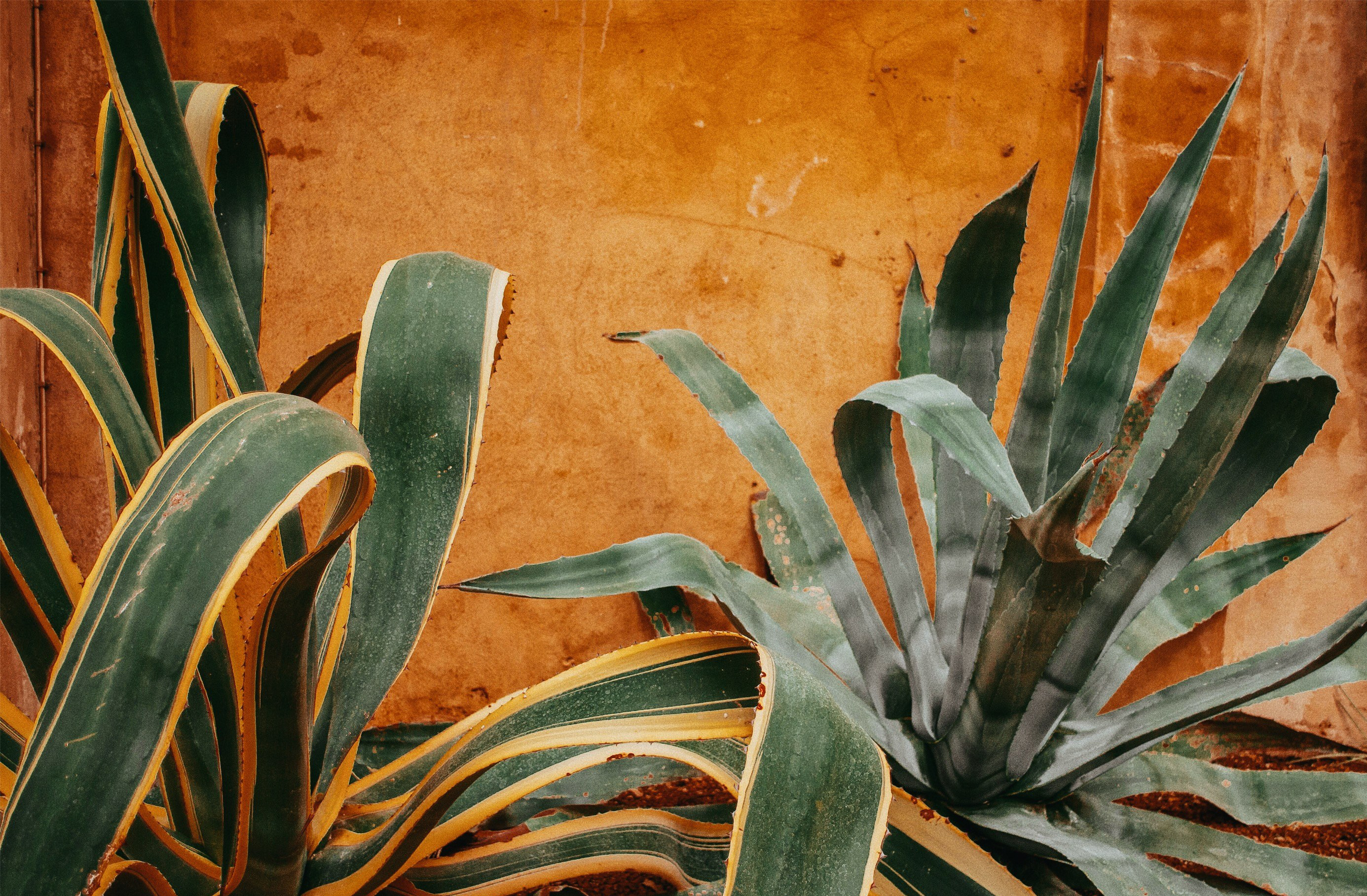 Processed with VSCO with a6 preset