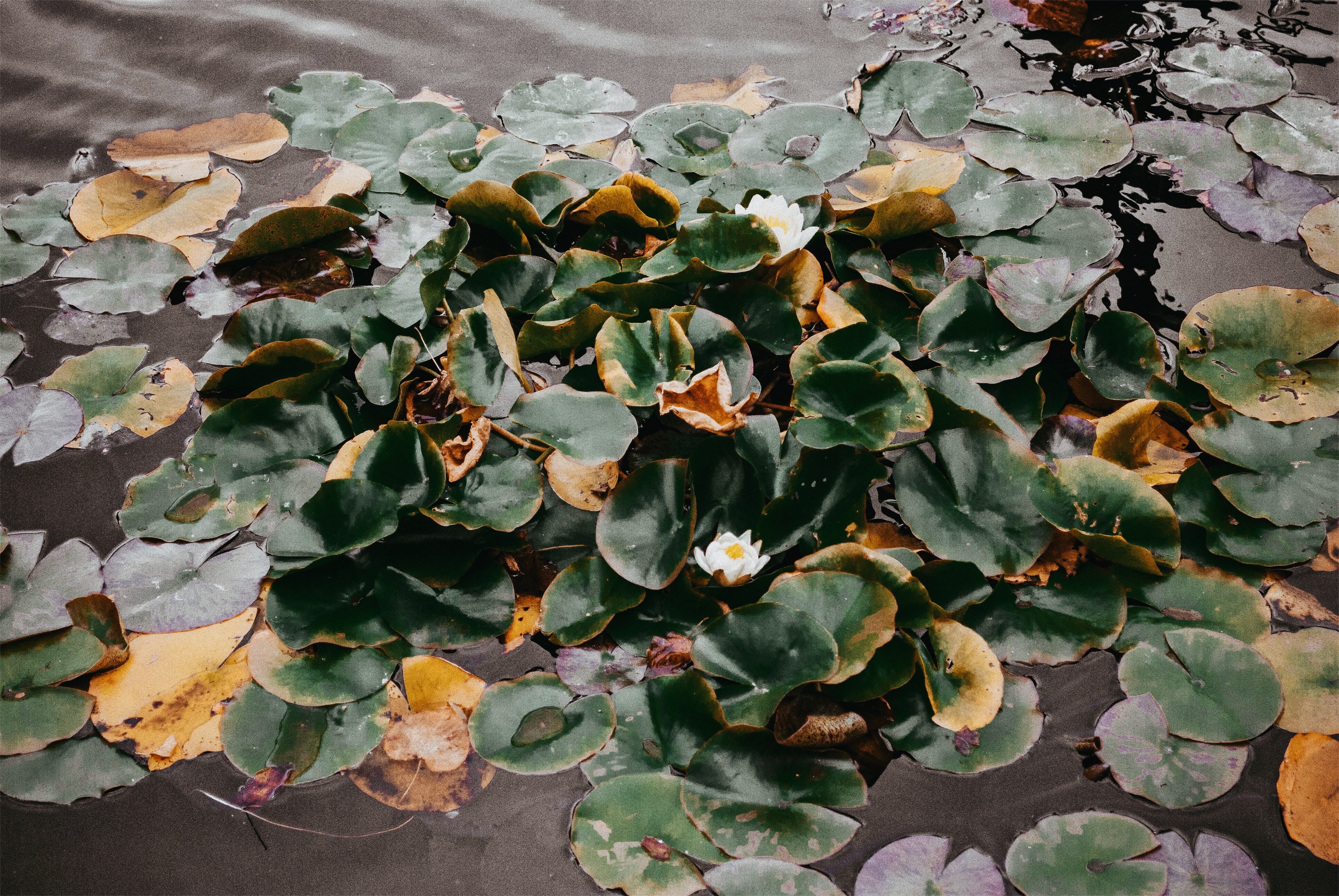 Processed with VSCO with a6 preset