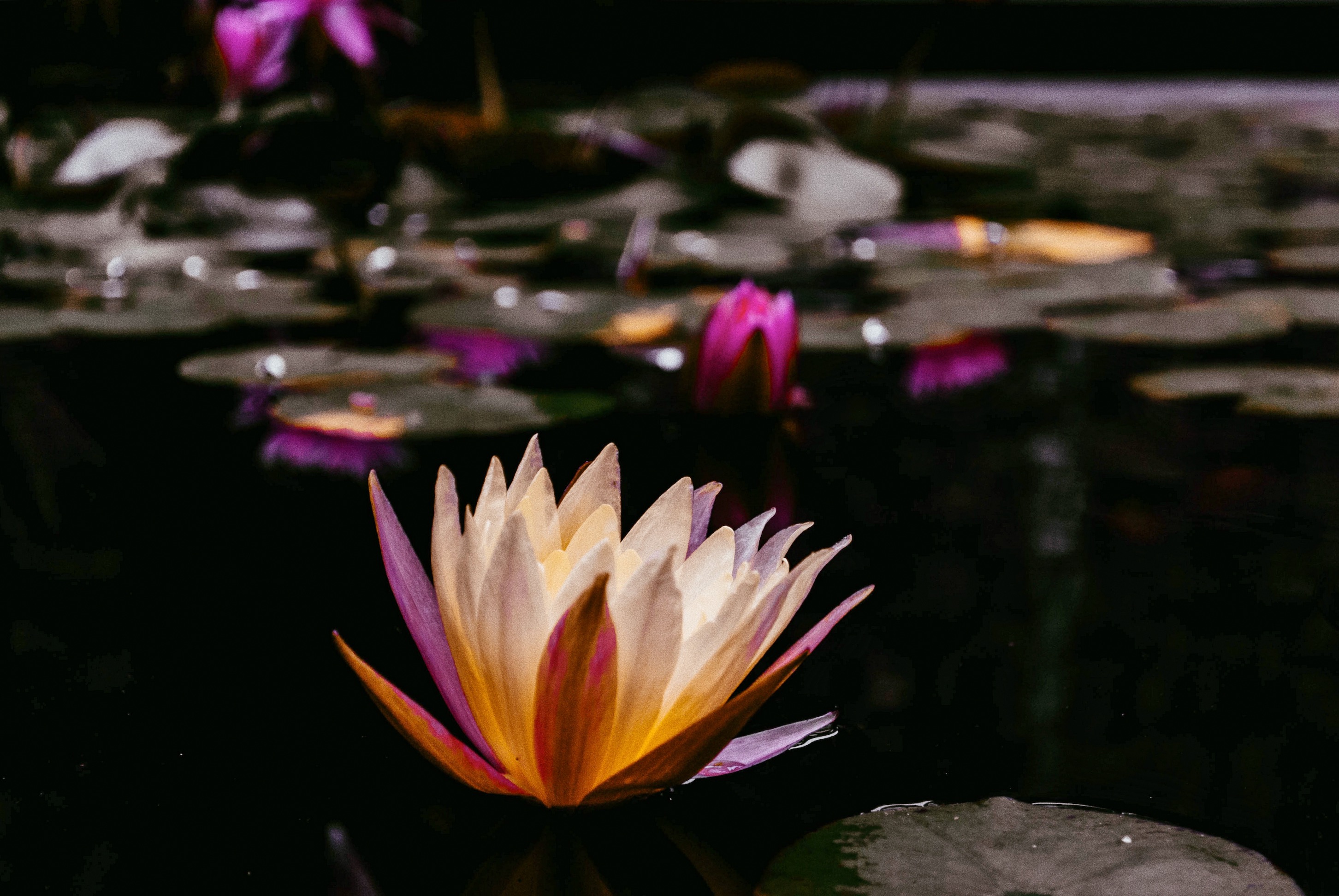 JPEG image-FBA03C315EA5-16